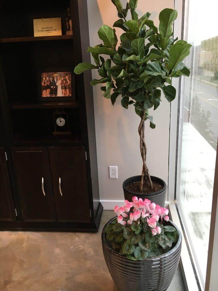 Jill's Office Plants